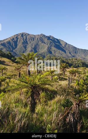 Alpine Rasen und Cycads bei 9000 ft bei Tari Gap im südlichen Hochland Papua-Neuguinea Stockfoto