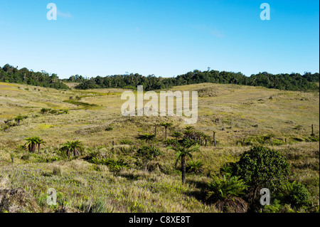 Alpine Rasen bei Tari Gap Southern Highlands-Papua-Neuguinea Stockfoto