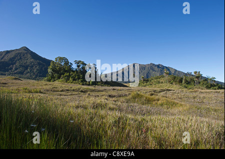 Alpine Rasen bei Tari Gap Southern Highlands-Papua-Neuguinea Stockfoto