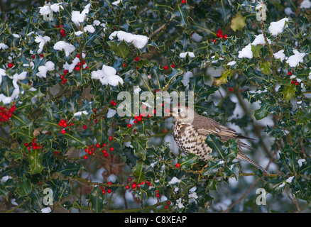 Misteldrossel Soor Turdus Viscivorus ernähren sich von Beeren der Stechpalme Norfolk Dezember Stockfoto