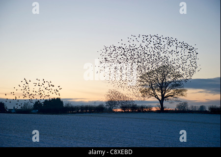 Stare Sturnus Vulgarus Ankunft am Schlafplatz Gretna Dumfries Schottland Dezember Stockfoto