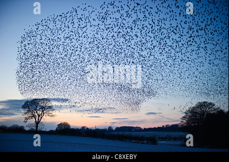 Stare Sturnus Vulgarus Ankunft in der Nacht Schlafplatz in der Nähe von Gretna Schottland Dezember Stockfoto