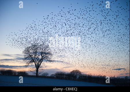 Stare Sturnus Vulgarus Ankunft in der Nacht Schlafplatz in der Nähe von Gretna Schottland Dezember Stockfoto