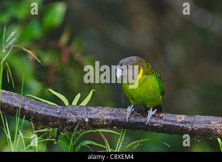 Brehm Tiger Papagei Psittacella Brehmii Kumul Lodge Western Highlands-Papua-Neu-Guinea Stockfoto