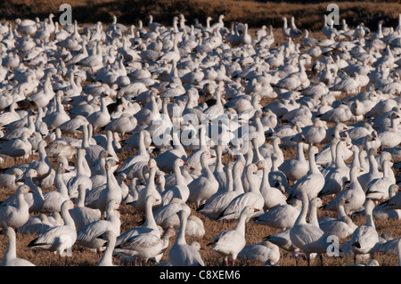 Schneegänse Chen Carulescens die Flucht im Morgengrauen Bosque del Apache New Mexico USA November Stockfoto