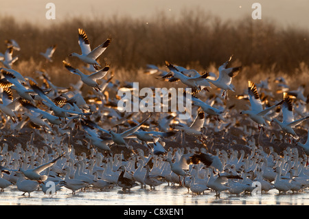 Schneegänse Chen Carulescens die Flucht im Morgengrauen Bosque del Apache New Mexico USA November Stockfoto