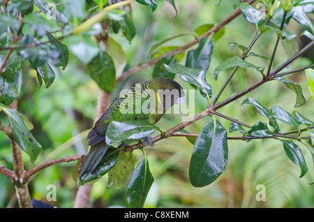 Brehm Tiger Papagei Psittacella Brehmii Kumul Western Highlands-Papua-Neu-Guinea Stockfoto