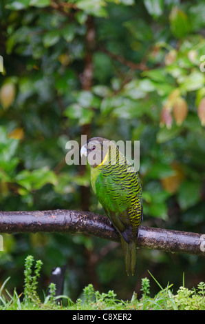 Brehm Tiger Papagei Psittacella Brehmii Kumul Western Highlands-Papua-Neu-Guinea Stockfoto