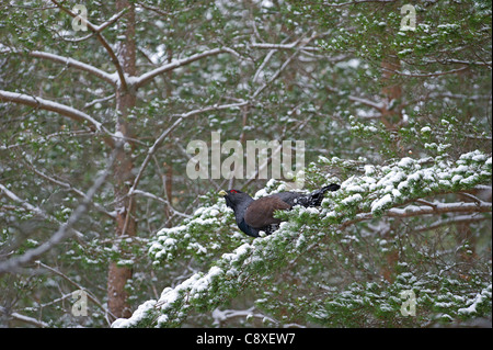 Capercailie Tetrao Urogallus männlich im Winter Highlands Schottland Februar Stockfoto