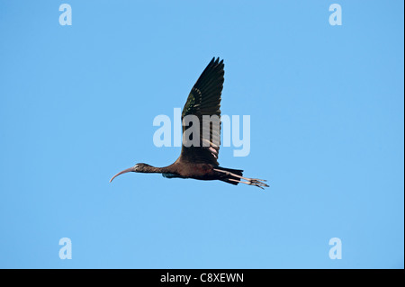Glossy Ibis Plegadis Falcinellus Florida Everglades USA Stockfoto
