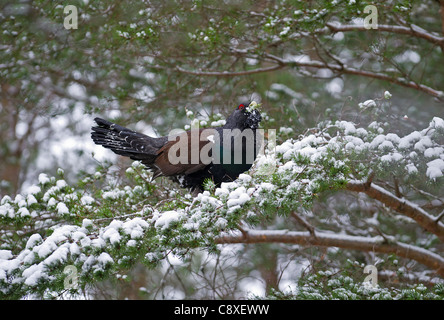 Capercailie Tetrao Urogallus männlich im Winter Highlands Schottland Februar Stockfoto