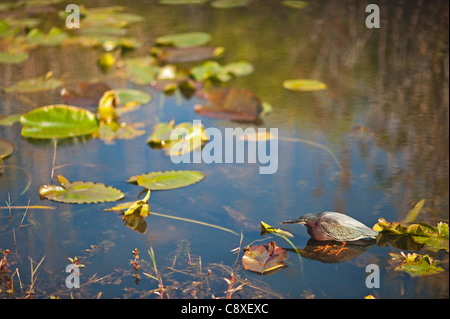 Grün Reiher Butorides Viriscens Angeln in Florida Everglades USA Stockfoto
