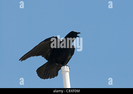 Amerikanische Krähe Corvus Brachyrhynchos Florida Everglades Stockfoto