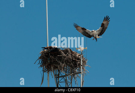 Fischadler Pandion Haliaetus Bringng Fisch zum nisten an Sendemast Florida Everglades Stockfoto