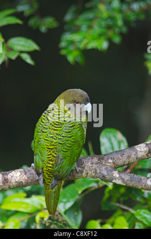 Brehm Tiger Papagei Psittacella Brehmii Kumul Lodge Western Highlands-Papua-Neu-Guinea Stockfoto