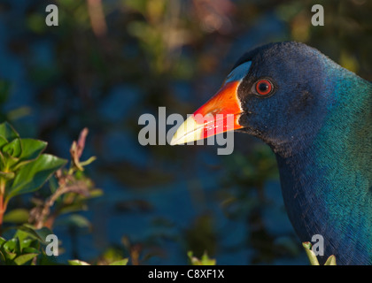 Amerikanische lila Gallinule Porphyrio Martinica Florida Everglades USA Stockfoto