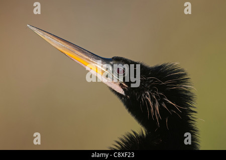 Anhinga Anhinga Anhinga oder amerikanischen Darter Anhinga Trail Florida Everglades Stockfoto