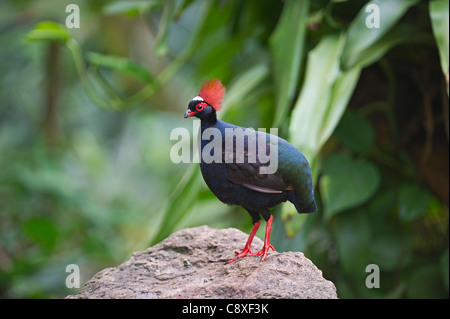 Crested Holz-Rebhuhn Rollulus Rouloul männliche Gefangene Stockfoto