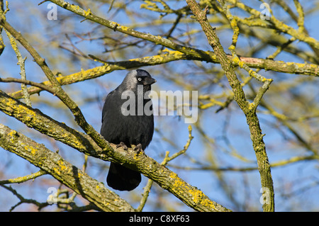 Dohle Corvus Monedula Norfolk winter Stockfoto