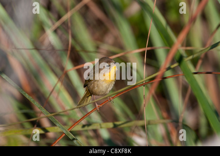 Yellowthroat Geothlypis Trichas weiblichen Florida Everglades Stockfoto