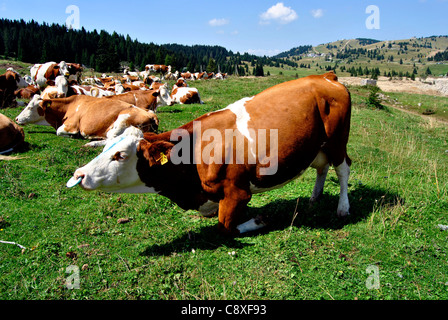 Braun weiße Kühe auf einer landwirtschaftlichen Flächen Stockfoto