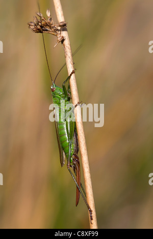 Lange Winged Conehead; Conocephalus verfärben; Weiblich; UK Stockfoto