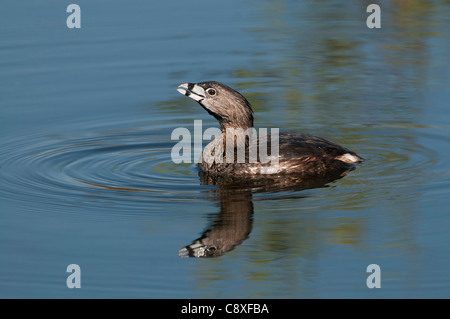 Pied – abgerechnet Grebe Podilymbus Podiceps Florida Everglades USA Stockfoto