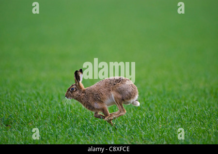 Brauner Hase Lepus Europaeus Norfolk Frühling Stockfoto