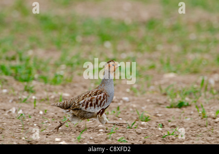 Grey Partridge-Perdix Perdix männlich entlang Rand des Winterweizens Feld Norfolk Frühling Stockfoto