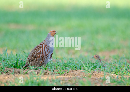 Grey Partridge-Perdix Perdix Norfolk Frühling Stockfoto