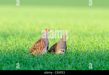 Grey Partridge-Perdix Perdix Norfolk Frühling Stockfoto