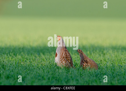 Grey Partridge-Perdix Perdix Norfolk Frühling Stockfoto