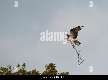 Fischadler Pandion Haliaets mit Stick um Florida Everglades zu verschachteln Stockfoto