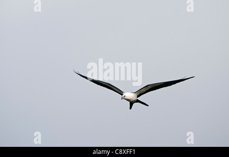 Swallow-tailed Kite Elanoides Forficatus Florida Everglades USA Stockfoto