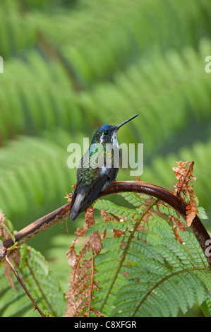 Weiße-throated Berg-Gem Lampornis Castaneoventris Savegre Costa Rica Stockfoto