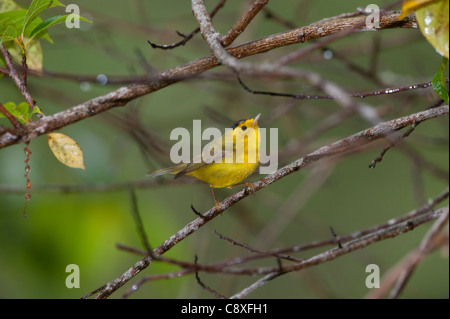 Wilson's Warbler Wilsonia Pusilla männlichen Savegre costarica Stockfoto