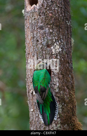 Resplendent Quetzal Pharomachrus Mocinno weibliche am nest Hochland Costa Rica
