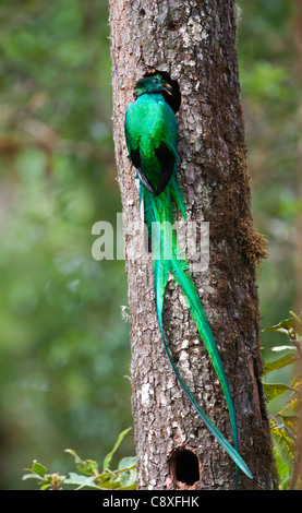 Resplendent Quetzal Pharomachrus Mocinno männlich Essen bringen zum zentralen Hochland Costa Rica nisten Stockfoto