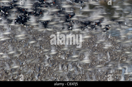 Knoten Calidris Canutus und Austernfischer Haematopus Ostralegus Schlafplatz in Snettisham RSPB Reserve Norfolk März Stockfoto