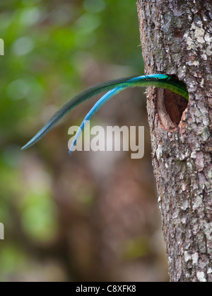 Resplendent Quetzal Pharomachrus Mocinno Männchen Heck ragte aus Nest Loch während brütende junge Hochland Costa Rica Stockfoto