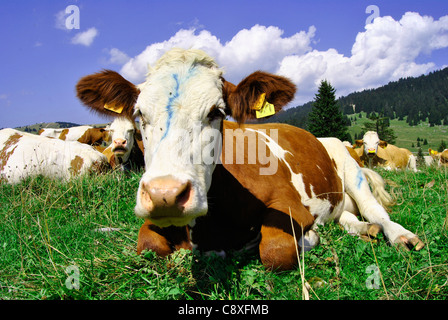 Braun weiße Kühe auf einer landwirtschaftlichen Flächen Stockfoto
