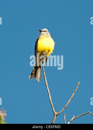 Tropischen Kingbird Tyrannus Melancholicus Savegre Costa Rica Stockfoto