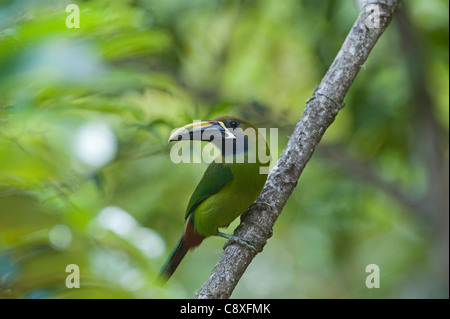 Smaragd Toucanet Aulacorrhynchus Prasinus Savegre Costa Rica Stockfoto