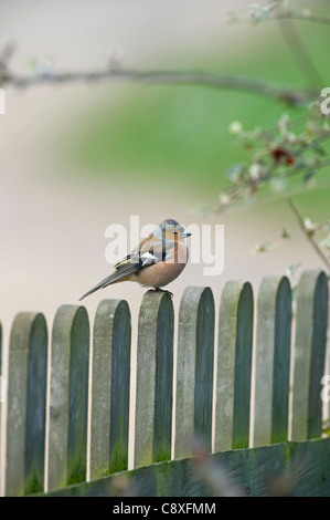 Buchfink Fringilla Coelebs Männchen am Gartenzaun UK Frühling Stockfoto