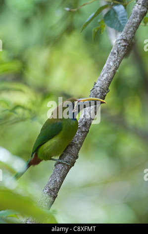 Smaragd Toucanet Aulacorrhynchus Prasinus Savegre Costa Rica Stockfoto