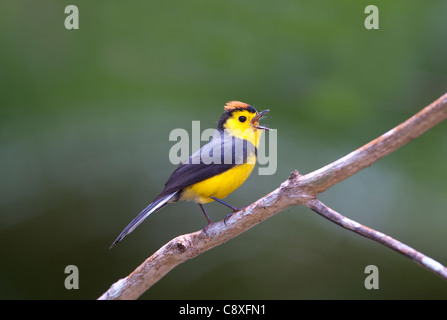 Rotflügel Gartenrotschwänze Myiborus Manlius Savegre Costa Rica Stockfoto