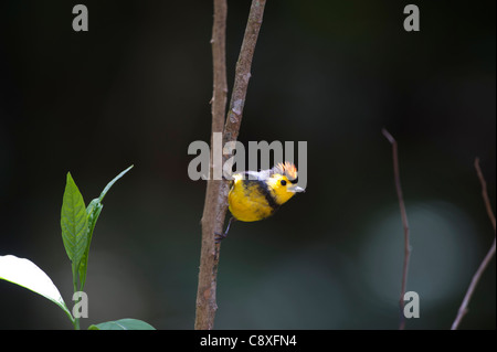 Rotflügel Gartenrotschwänze Myiborus Manlius Savegre Costa Rica Stockfoto