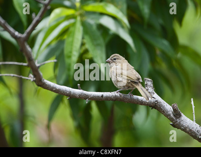 Gelb-gegenübergestellten Grassquit Tiaris Olivacea weibliche Savegre costarica Stockfoto