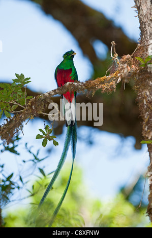 Resplendent Quetzal Pharomachrus Mocinno Hochland Costa Rica Stockfoto