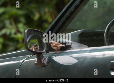 Rufous-Kragen Sparrow reagieren auf Reflexion im Auto Außenspiegel Savegre Costa Rica Stockfoto